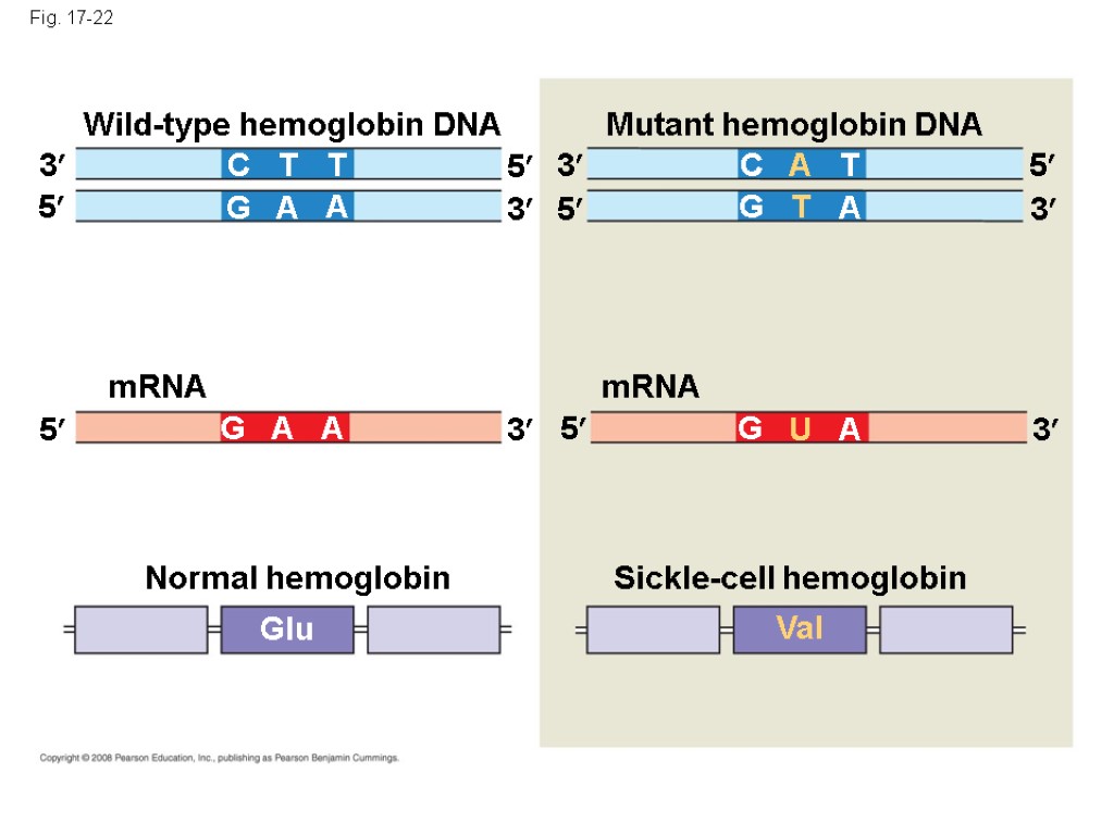 Fig. 17-22 Wild-type hemoglobin DNA mRNA Mutant hemoglobin DNA mRNA 3 3 3 3